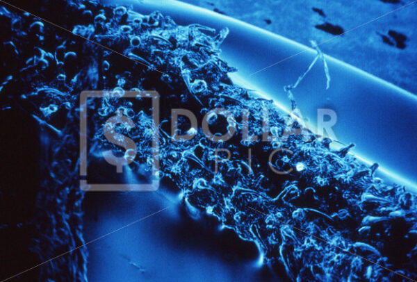 A Electron Microscope Canibis - Dollar Pic