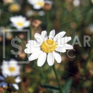 Flowers Daisy - Dollar Pic