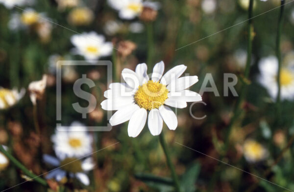 Flowers Daisy - Dollar Pic