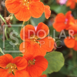 Flowers Poppy - Dollar Pic