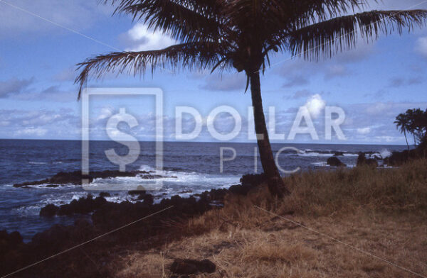 Hawaii - Dollar Pic