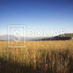 Landscape - Dollar Pic