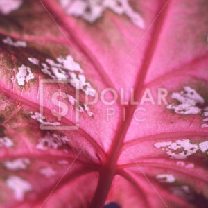 Leaf - Dollar Pic