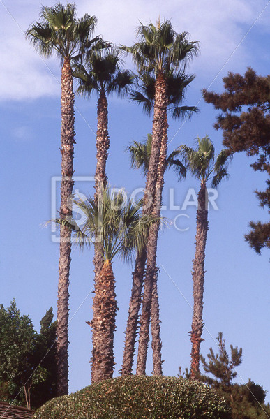 Palm Trees - Dollar Pic