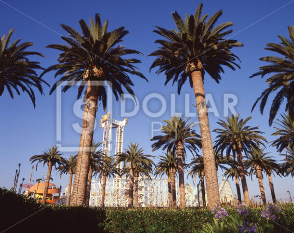 Palm Trees - Dollar Pic