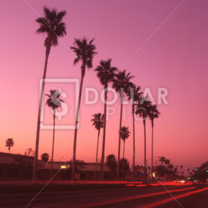 Palm Trees dusk - Dollar Pic