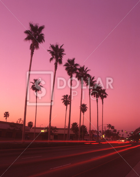 Palm Trees dusk - Dollar Pic