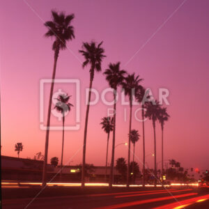Palm trees dusk - Dollar Pic