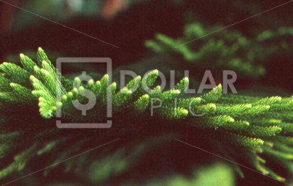 Pine tree - Dollar Pic