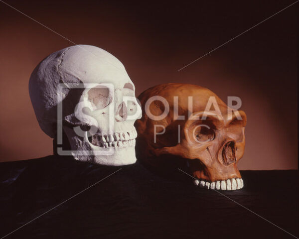 Skulls - Dollar Pic