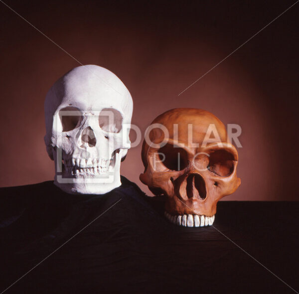 Skulls1 - Dollar Pic