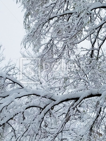 Snow Trees1 - Dollar Pic