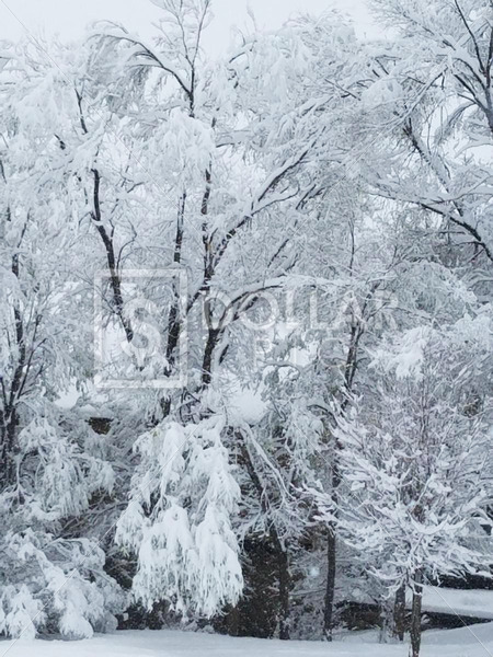 Snow Trees2 - Dollar Pic