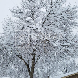Snow Trees3 - Dollar Pic