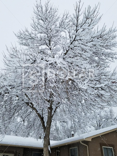 Snow Trees3 - Dollar Pic