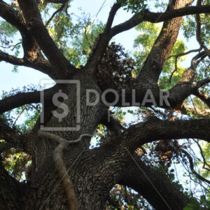 Tree detail - Dollar Pic