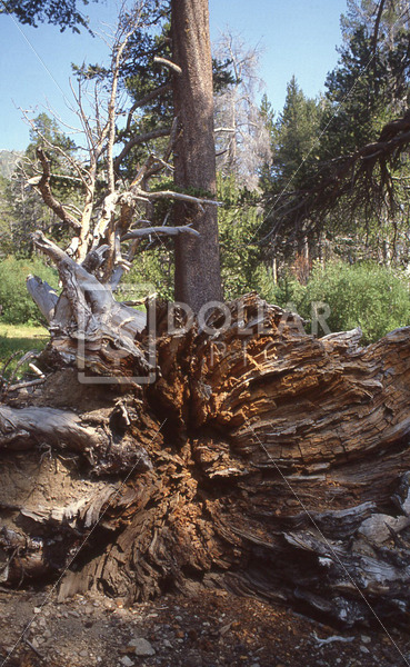 Tree root - Dollar Pic