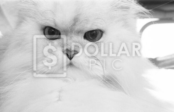 Cat Persian - Dollar Pic