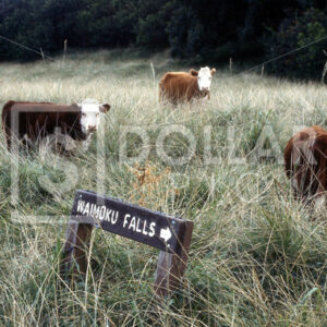 Cattle - Dollar Pic