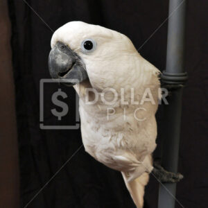 Cockatoo - Dollar Pic