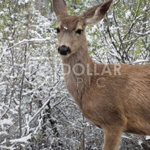 Deer*.8 mg - Dollar Pic