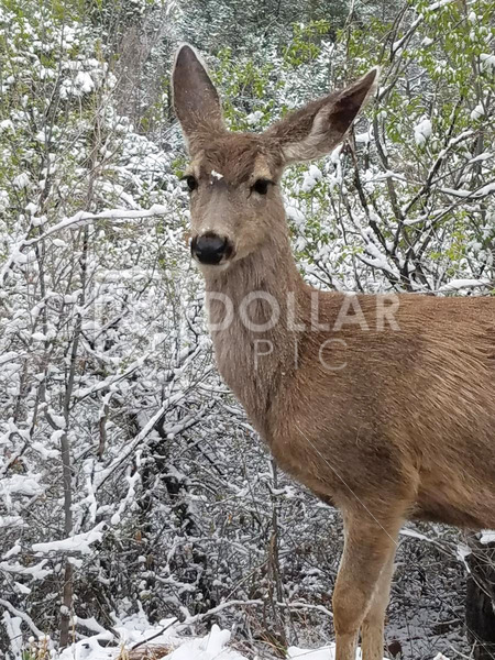 Deer*.8 mg - Dollar Pic