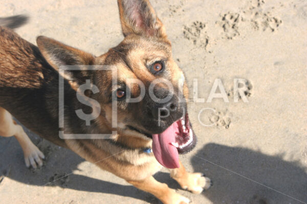 Dog Belgim Shepard - Dollar Pic
