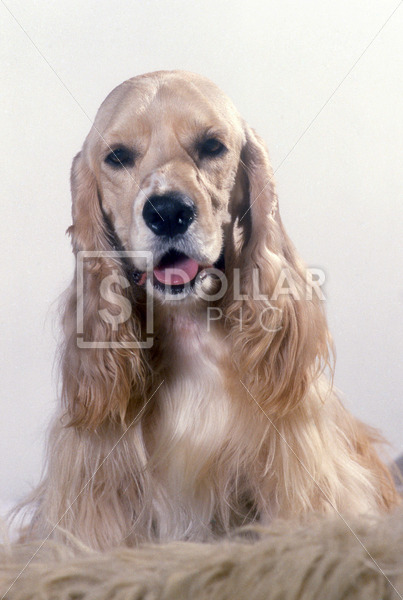 Dog Cocker Spaniel - Dollar Pic