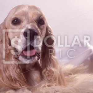 Dog Cocker Spaniel - Dollar Pic