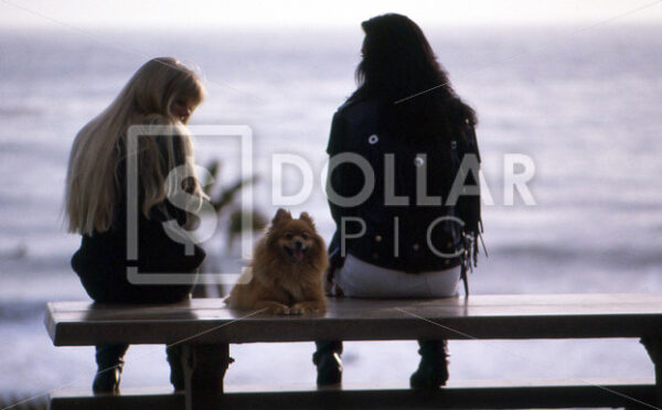 Dog beach - Dollar Pic