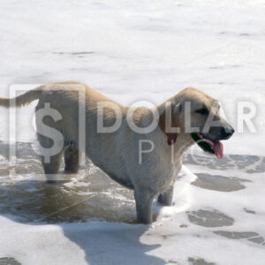 Dogs - Dollar Pic