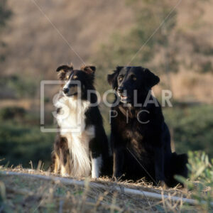 Dogs - Dollar Pic