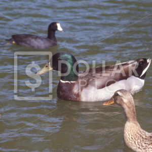 Ducks Mallard - Dollar Pic
