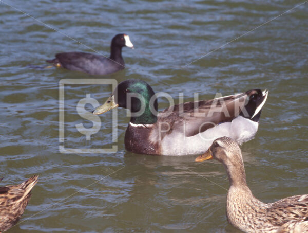 Ducks Mallard - Dollar Pic
