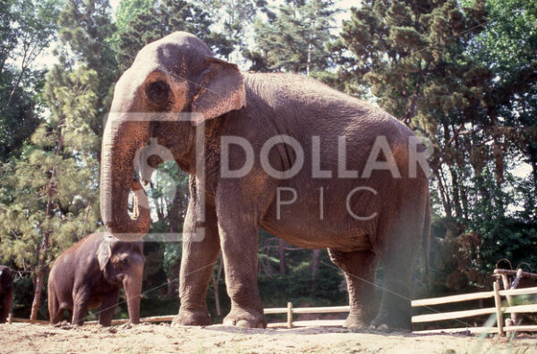 Elephants - Dollar Pic
