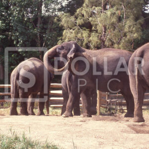 Elephants - Dollar Pic