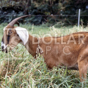 Goat - Dollar Pic