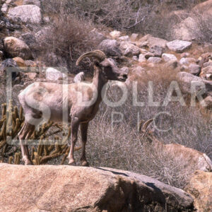 Goat rock - Dollar Pic