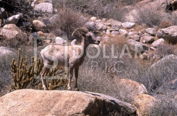 Goat rock - Dollar Pic