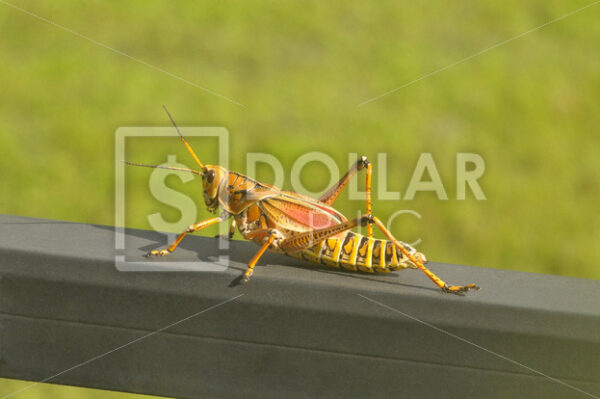 Grasshopper - Dollar Pic