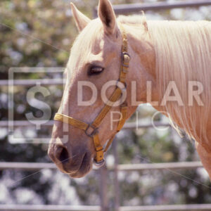 Horse - Dollar Pic