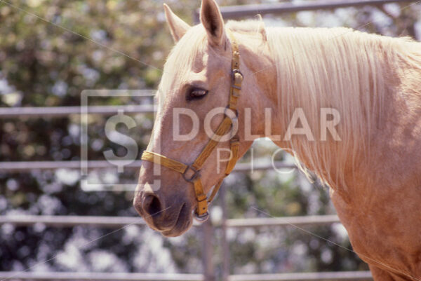Horse - Dollar Pic