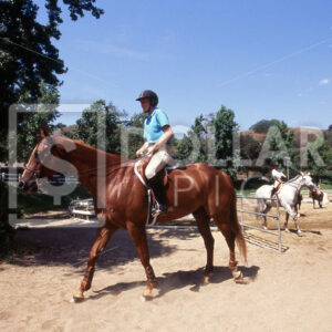 Horse Equestrian - Dollar Pic