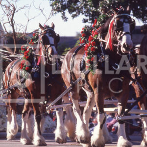 Horses Clydesdale - Dollar Pic