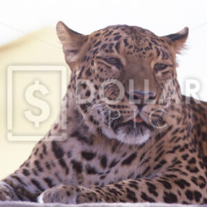 Leopard - Dollar Pic