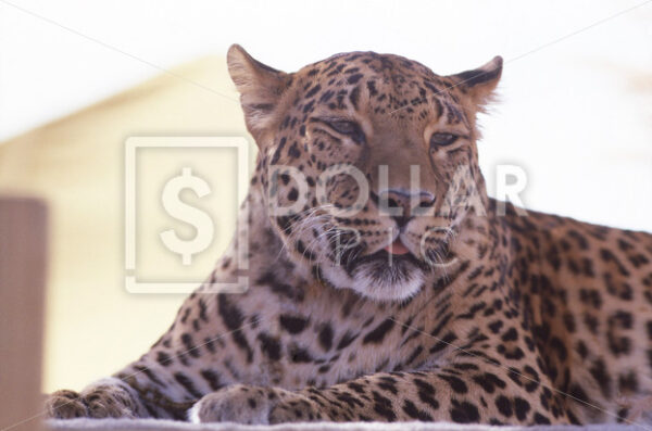 Leopard - Dollar Pic