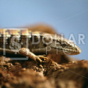Lizard - Dollar Pic