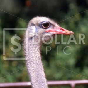 Ostrich - Dollar Pic