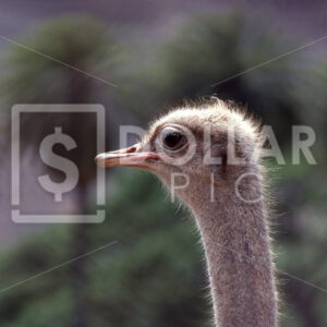 Ostrich - Dollar Pic