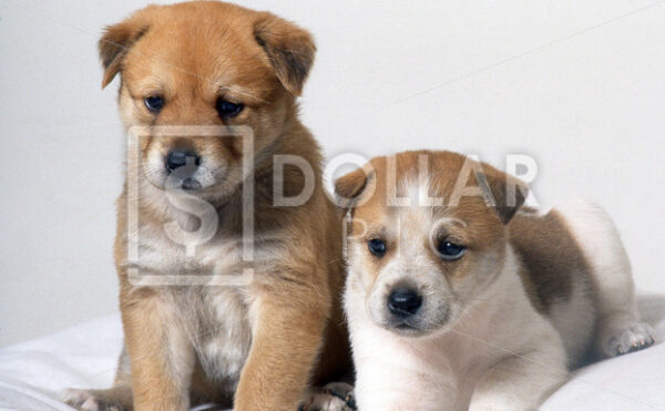 Puppies - Dollar Pic